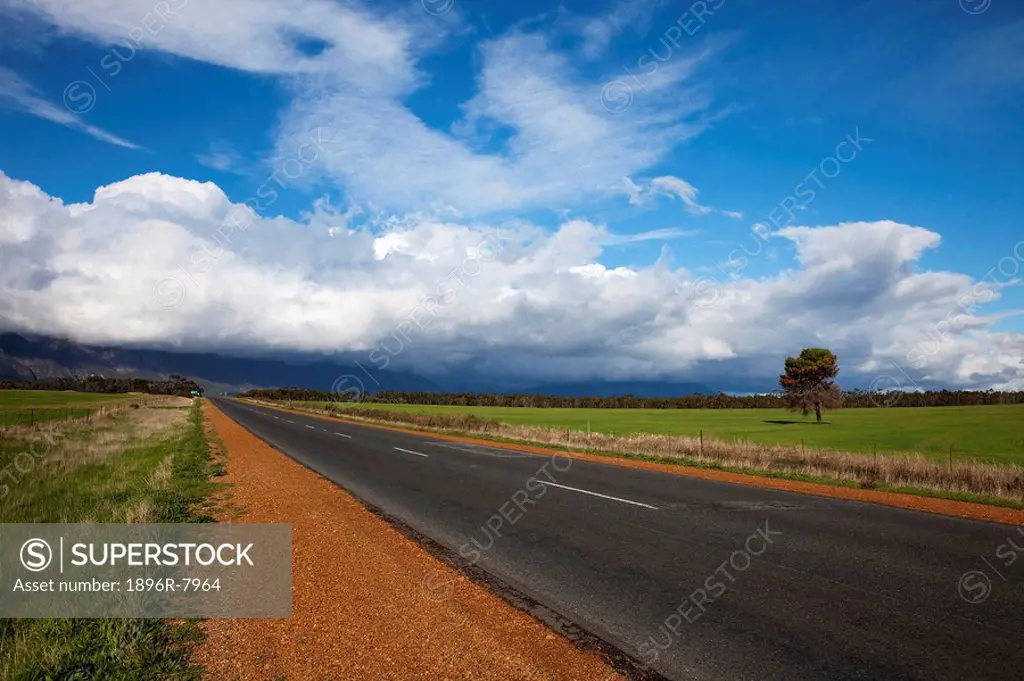 Wheatfields alongside tar road, Tulbagh, Western Cape Province, South Africa