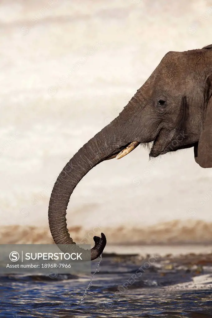 Elephant drinking water from Chobe River, Botswana
