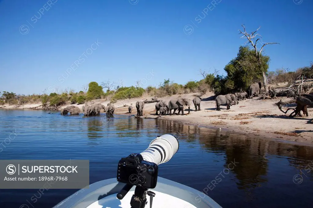 Safari boat trip participants watching elephants, Chobe River, Botswana