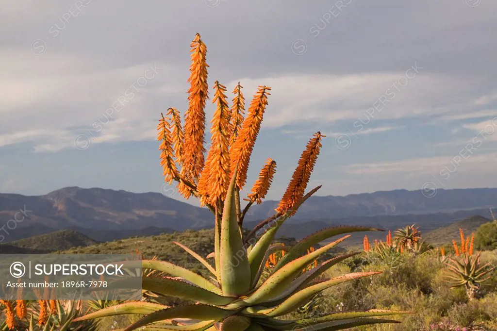 Flowering Aloes, Breederivier Valley, Western Cape Province, South Africa