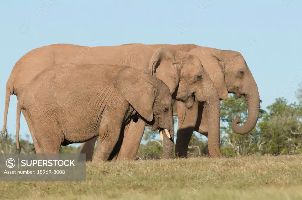 African Bush Elephants Loxodonta africana, Addo, Eastern Cape Province, South Africa