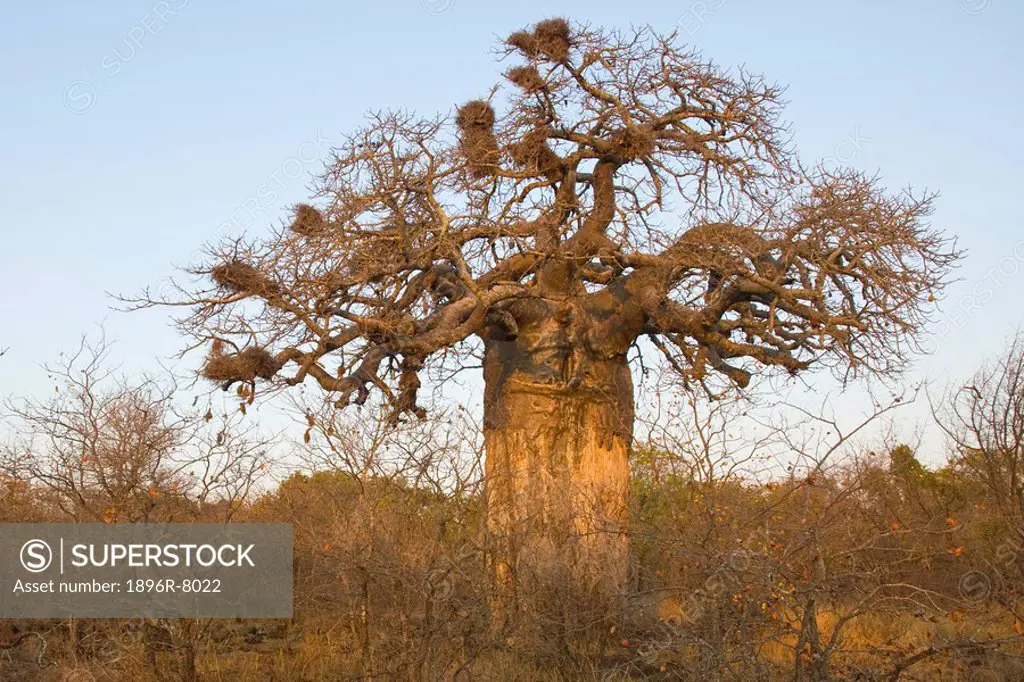 Baobab, Kruger National Park, South Africa