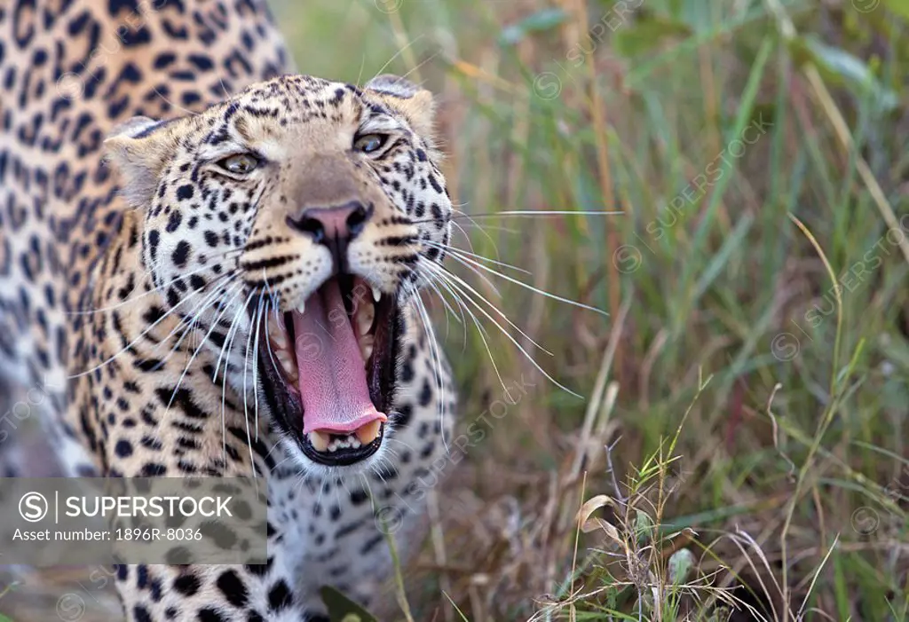Leopard Panthera pardus yawning, Okavango Delta, Botswana