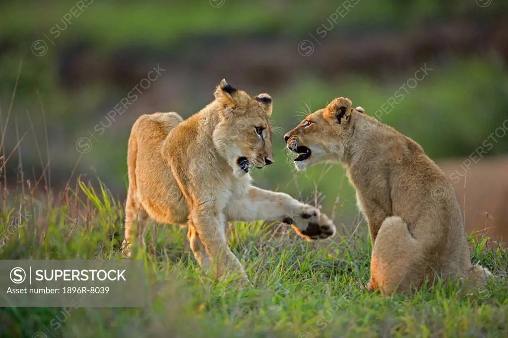 Two Lion cubs Panthera leo playing, Timbavati Game Reserve, Mpumalanga Province, South Africa