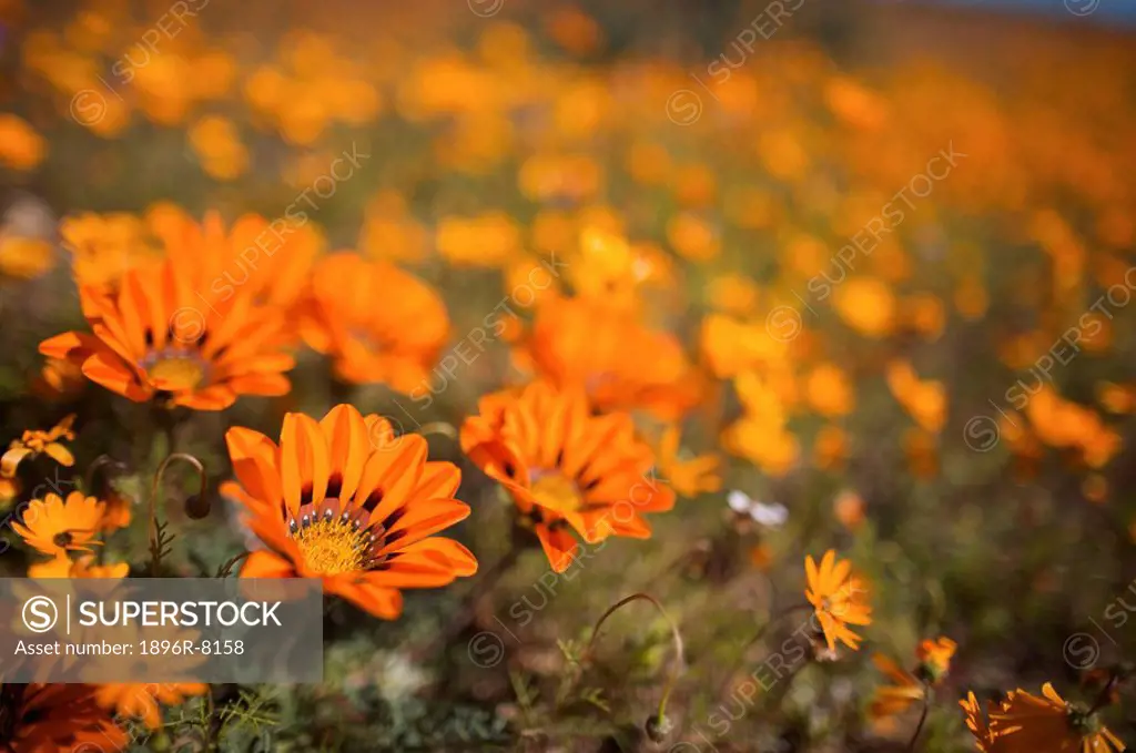 Close_Up of Gazanias growing in the wild, Namaqualand, Northern Cape Province, South Africa