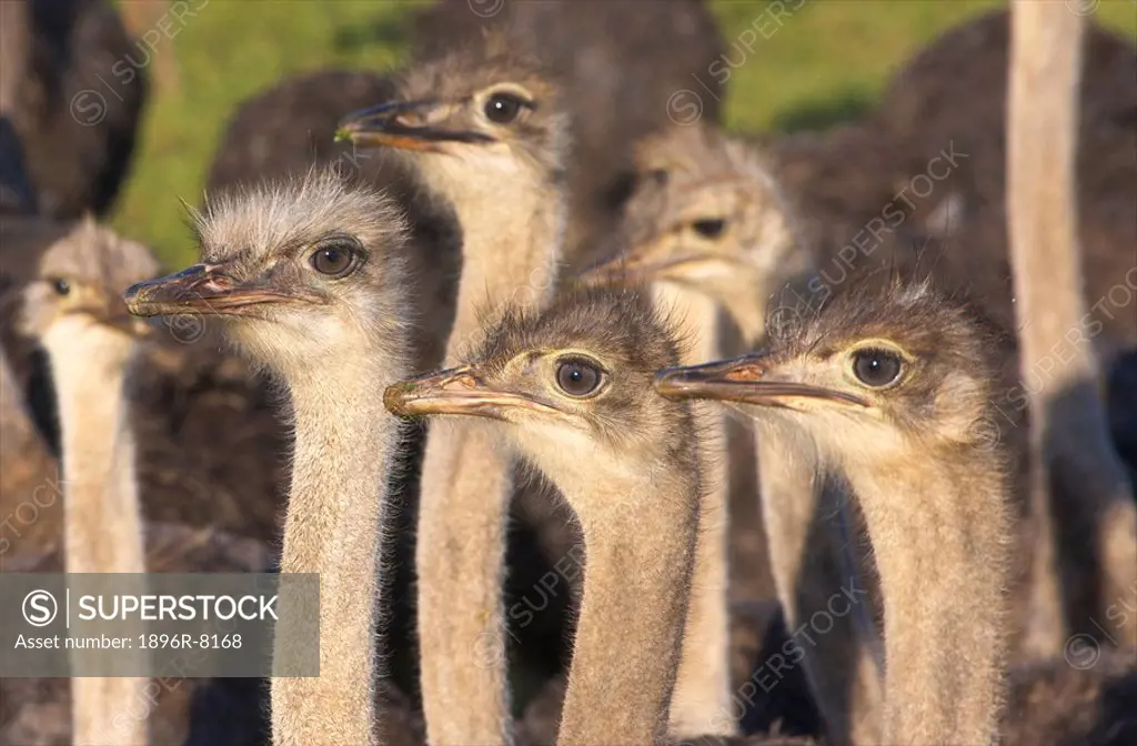 Close _Up of inquisitive Common Ostriches Struthio camelus, Overberg Region, Western Cape Province, South Africa