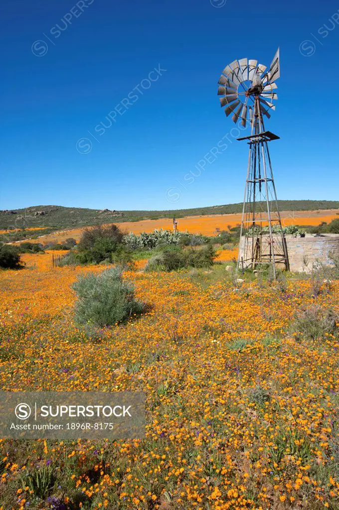 Distant view of windmill and reservoir in field of daisies, Namaqua National Park, Northern Cape Province, South Africa