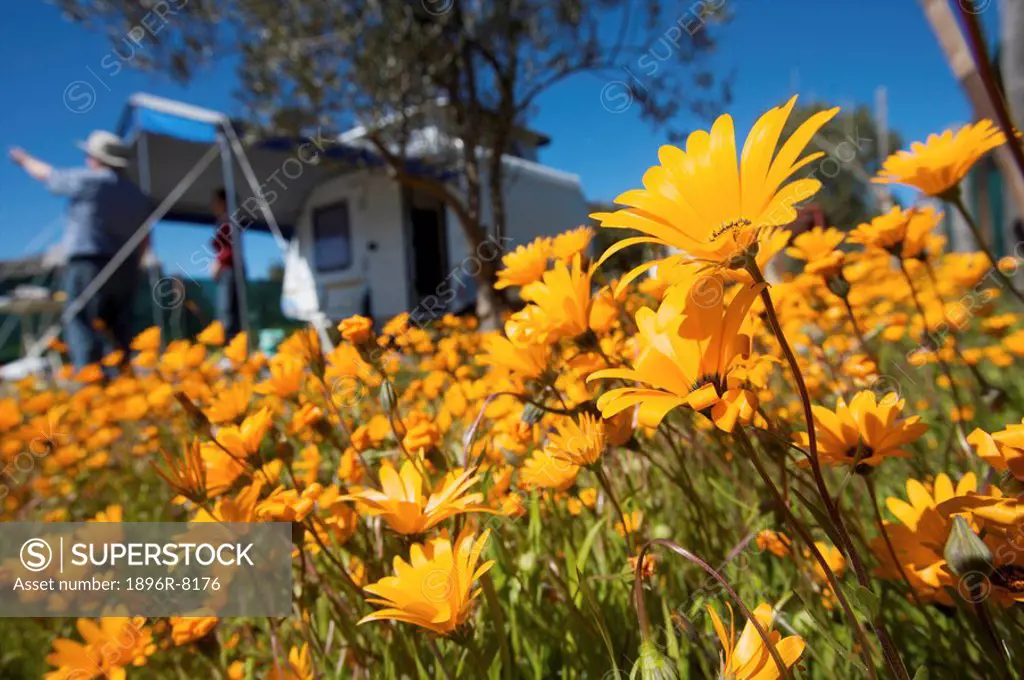 Close_up of Namaqualand daisies with campers in the background, Namaqualand, Northern Cape Province, South Africa