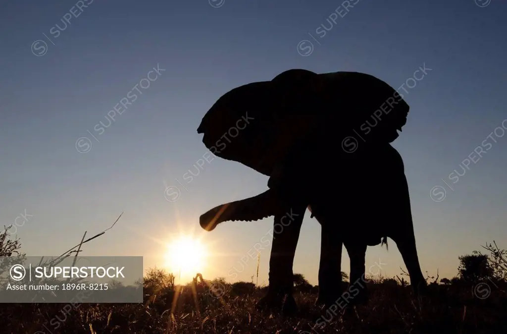 African Bush Elephant Loxodonta africana silhouette, Mashatu Game Reserve, Northern Tuli Game Reserve, Botswana