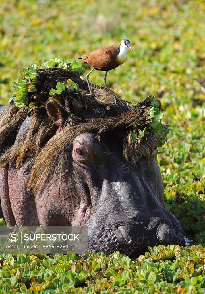 Jacana standing on hippo´s Hippopotamus amphibius head, Masai Mara Game Reserve, Kenya