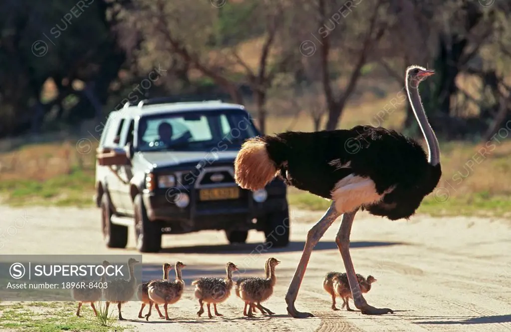 Close_Up view of Common Ostrich Struthio camelus and chicks crossing a road, Kgalagadi Transfrontier Park, South Africa