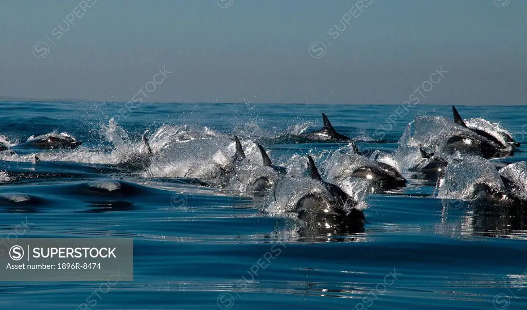Long_beaked Common Dolphin Delphinus capensis pod in sea, Eastern Cape Province, South Africa