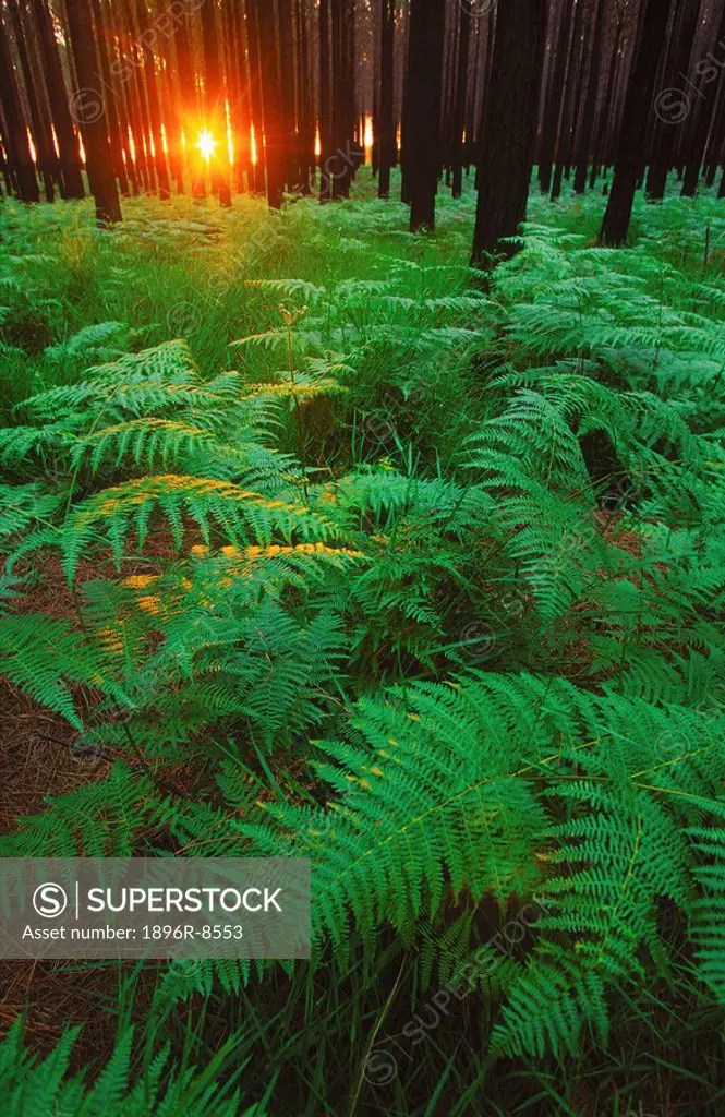 Fern leaves covering the ground, Tsitsikamma, South Africa