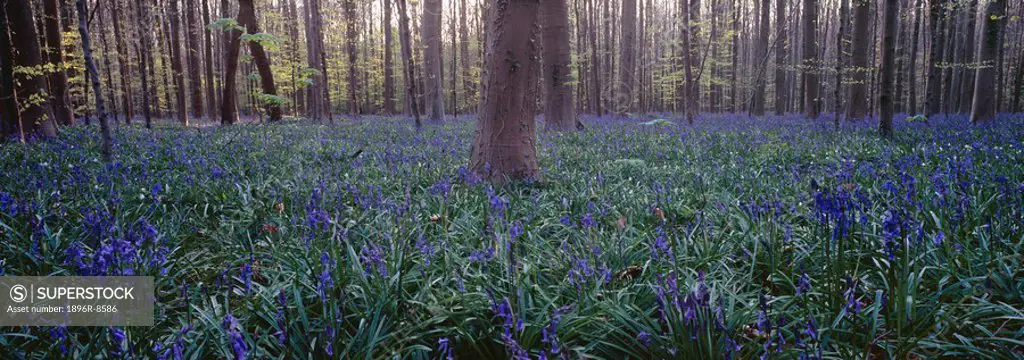 Wild wood bluebells Hyacinthoides non_scripta, Hallerwoods, Halle, Flemish Brabant, Belgium
