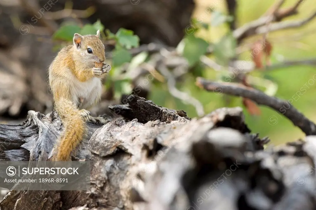 Squirrel eating nut, Mana Pools National Park, Zimbabwe