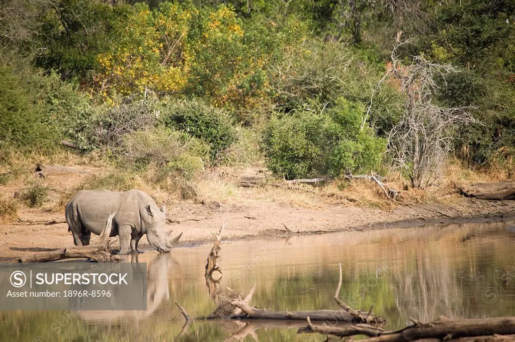 A white rhino Ceratotherium simum drinks alone at a large waterhole in the thick bush of the Timbavati, Limpopo Province, South Africa.