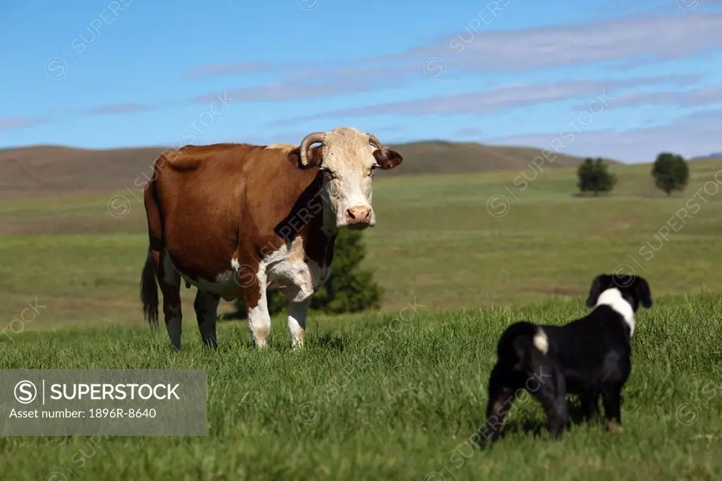 Cow and Dog face to face, Southern Drakensberg, Kwazulu Natal, South Africa