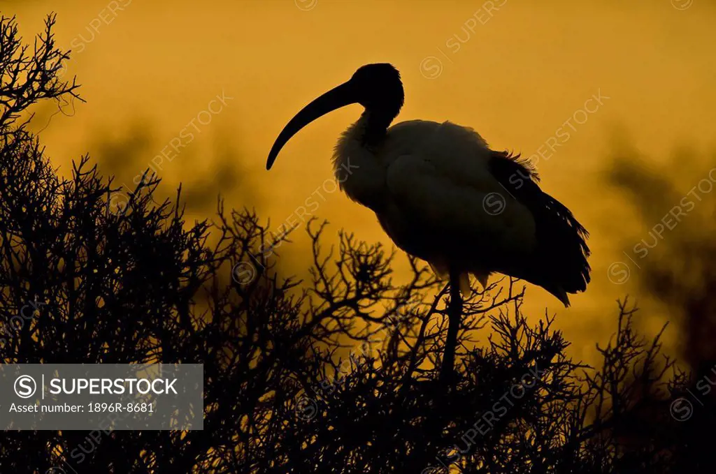 African Sacred Ibis Threskiornis aethiopicus at dusk. De Hoop Nature Reserve, Western Cape Province, South Africa