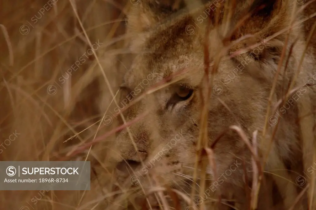 Lioness Panthera leo in grass, Pilanesberg Game Reserve, North West Province, South Africa