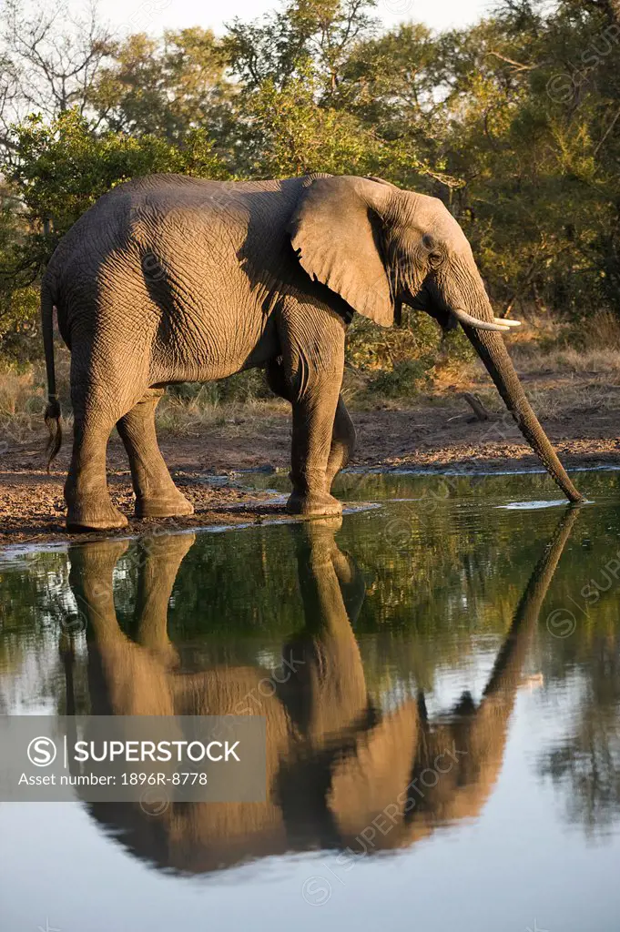 An African elephant Loxodonta Africana with its reflection in the water drinks in the early morning Timbavati light, Limpopo Province, South Africa