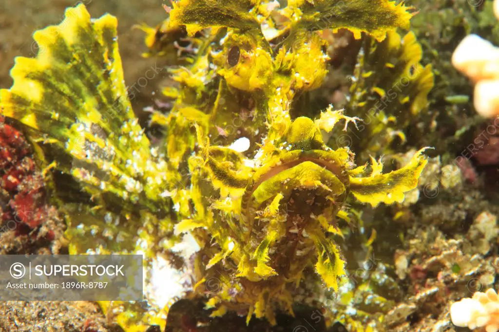 Weedy scorpionfish Rhonopius aphanes, Lembata Island waterway between Timor Sea and Flores Sea, Indonesia