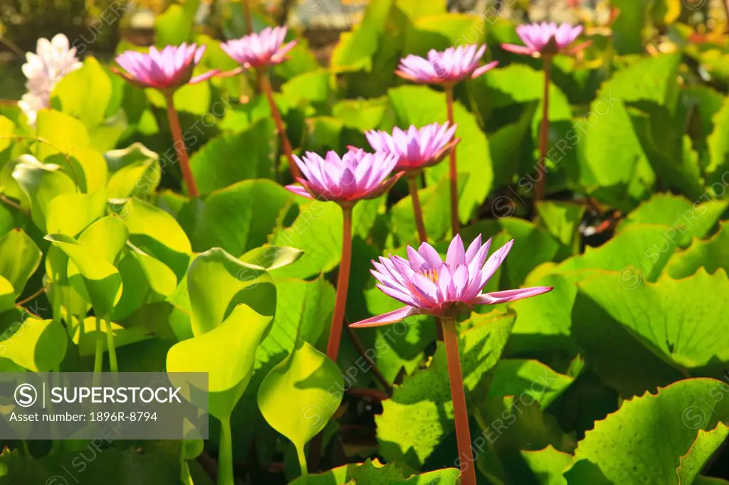 Lotus Blossom Nelumbo nucifera, Mosque, Male, Maldives, Indian Ocean