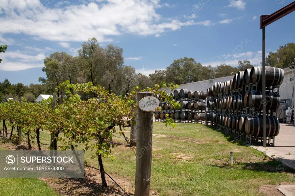 Cabernet Sauvignon grape vines near barrels, Hunter Valley, New South Wales, Australia