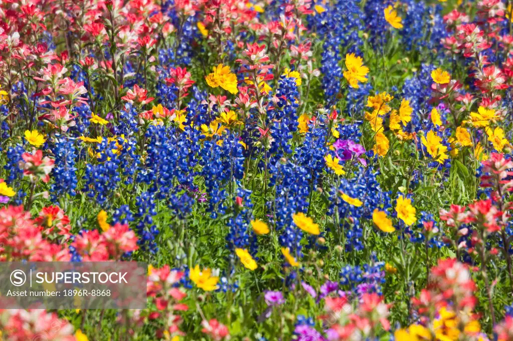 Field of Texas bluebonnets castilleja foliolosa, Indian Paintbrush Lupinus texensis and Crown Tickseed Coreopsis nuecensis, Texas, USA, North America