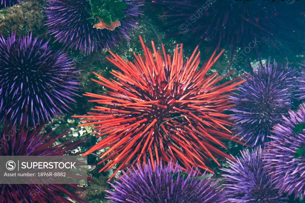 Tide pool with sea urchins, Olympic Peninsula, Washington, USA