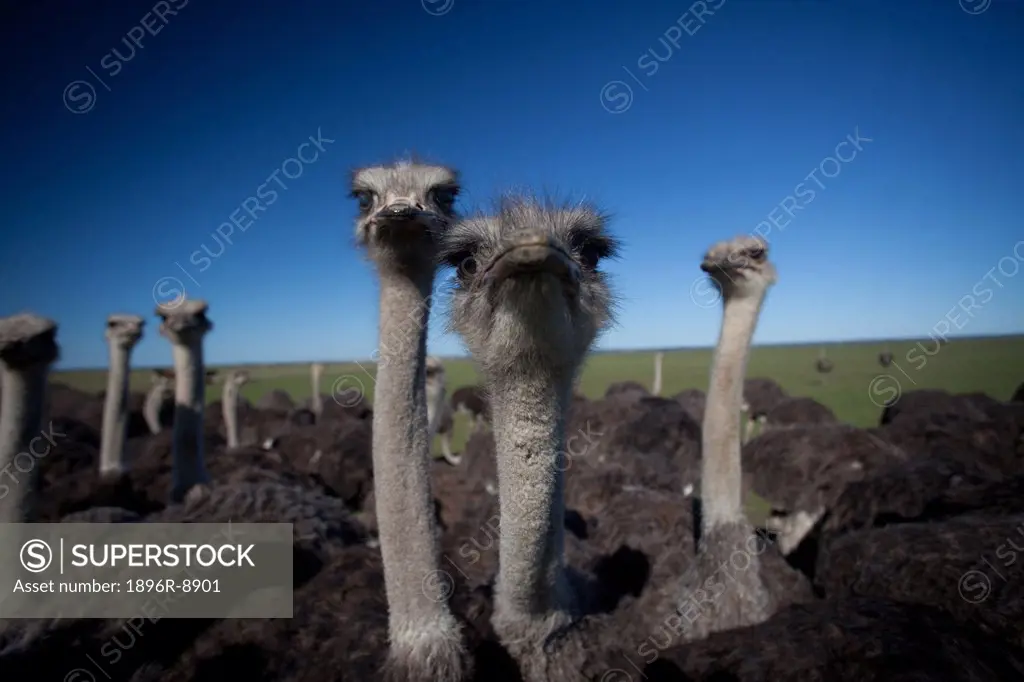 Ostriches close up Face to Face, St.Francis, Eastern Cape, South Africa