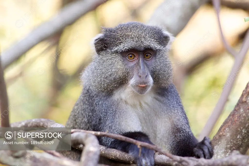 A portrait of a Samango Monkey, Zululand, Kwazulu_Natal, South Africa