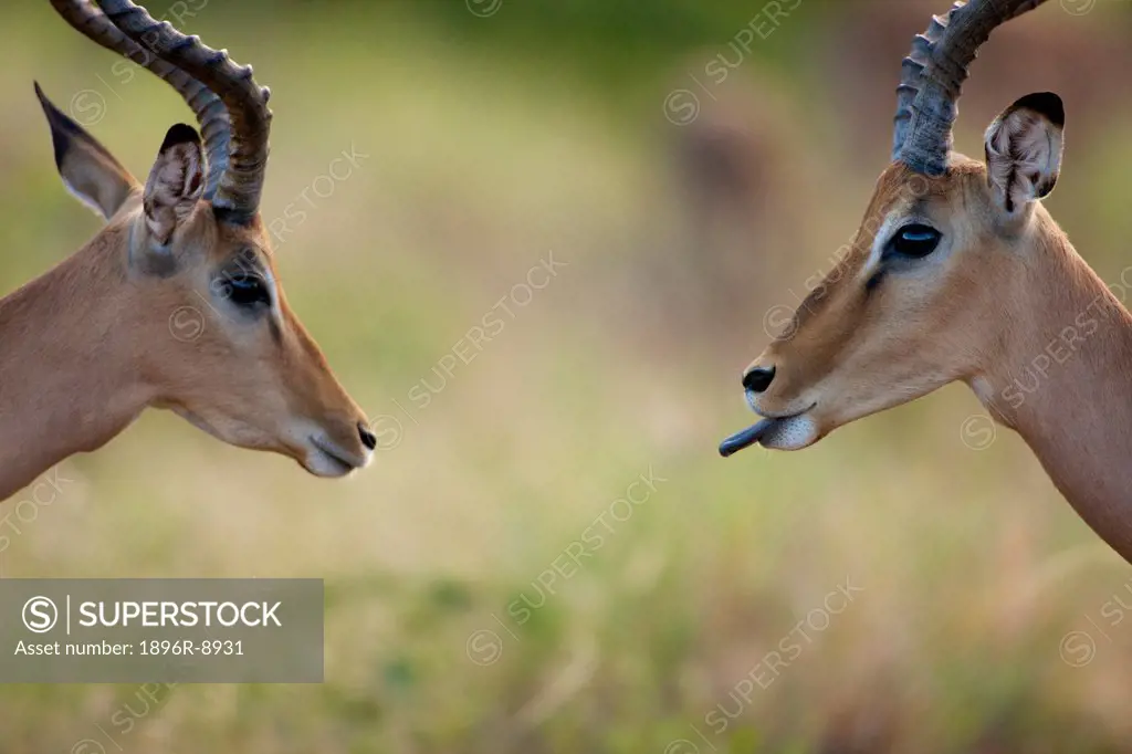 Impala Aepyceros melampus sticking out tongue, Kruger National Park, Mpumalanga Province, South Africa