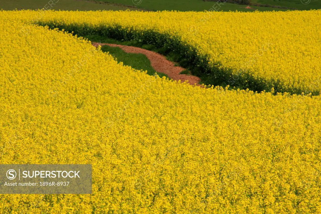 Canola eye view, Caledon district, Western Cape, South Africa