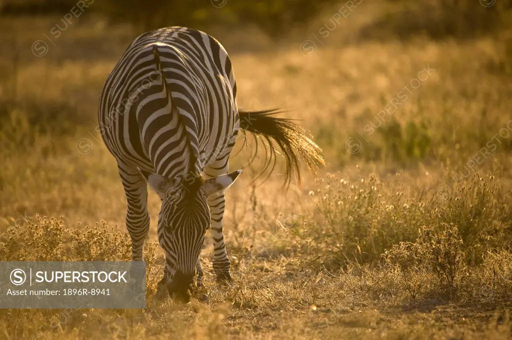 A Burchells zebra Equus burchelli stands grazing in grasslands in the late afternoon in the Timbavati, Limpopo Province, South Africa.