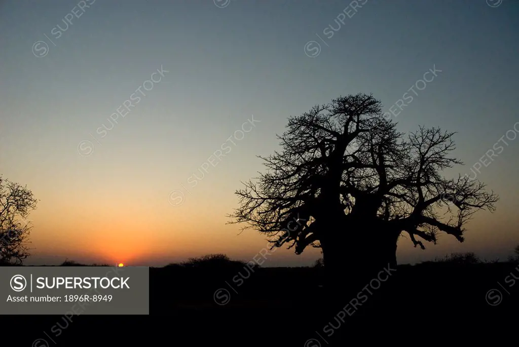 A baobab tree Adansonia digitata is silhouetted against the morning sunrise in the Timbavati, Limpopo Province, South Africa.