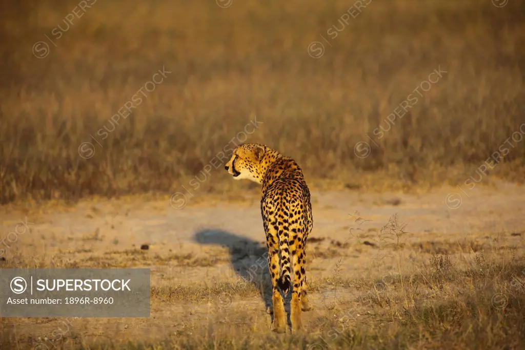 A Cheetah, Kruger National Park, South Africa