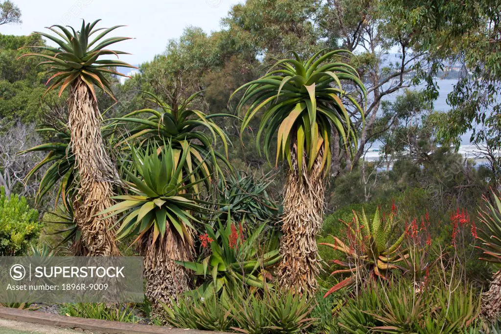 Various trees in botanic garden, Kings Park, Perth, Western Australia, Australia