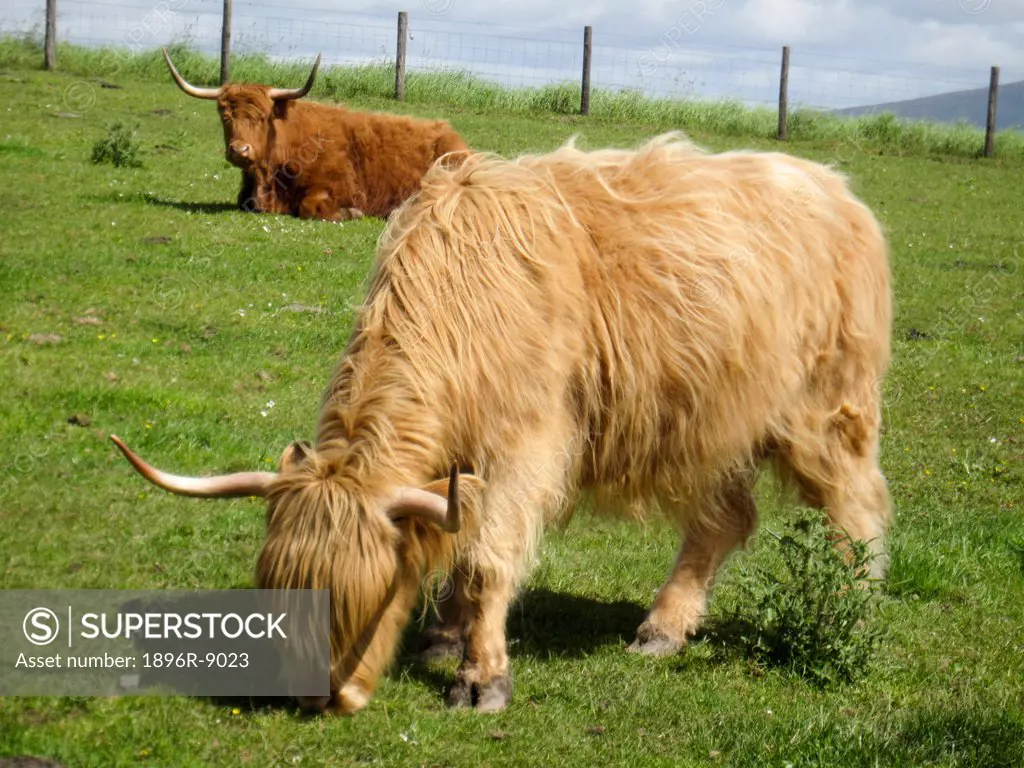 Highland Cattle grazing in pasture, near Dufftown, Baniffshire, Scotland, UK