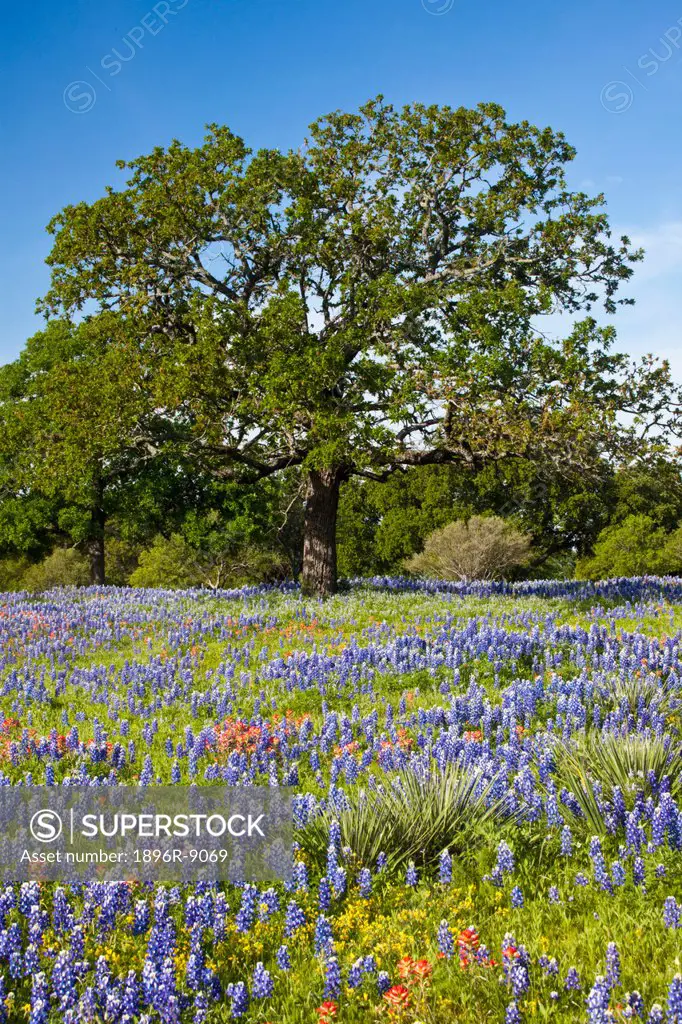 Lone oak tree standing in field of Texas bluebonnetslupinus texensis and Indian Paintbrushcastilleja foliolosa and yucca plants, Texas, USA, North Ame...
