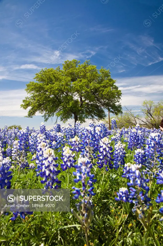 Texas bluebonnetslupinus texensis and oak tree, Texas, USA, North America