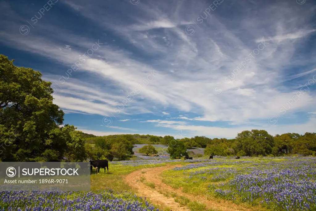 Dirt road running through field of Texas bluebonnetslupinus texensis, trees and cows, Texas, USA, North America