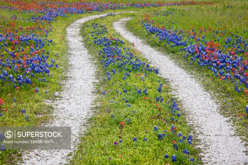 Tracks leading through a wildflower field, Texas, USA, North America
