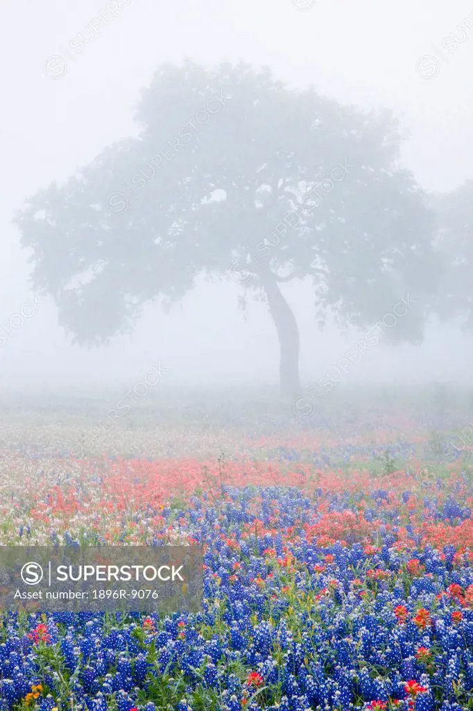 Field of bluebonnets Lupinus texensis, paintbrushCastilleja foliolosa and trees on foggy morning, Texas, USA, North America