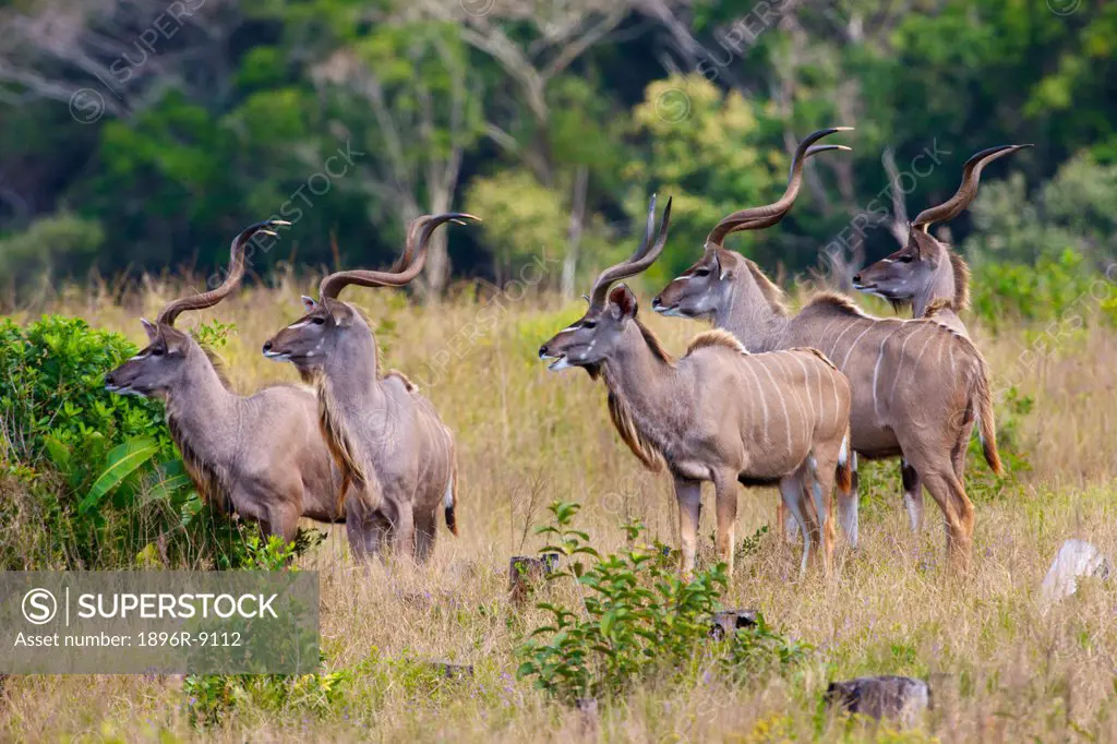 A herd of Kudu, Isimangaliso, Kwazulu_Natal, South Africa