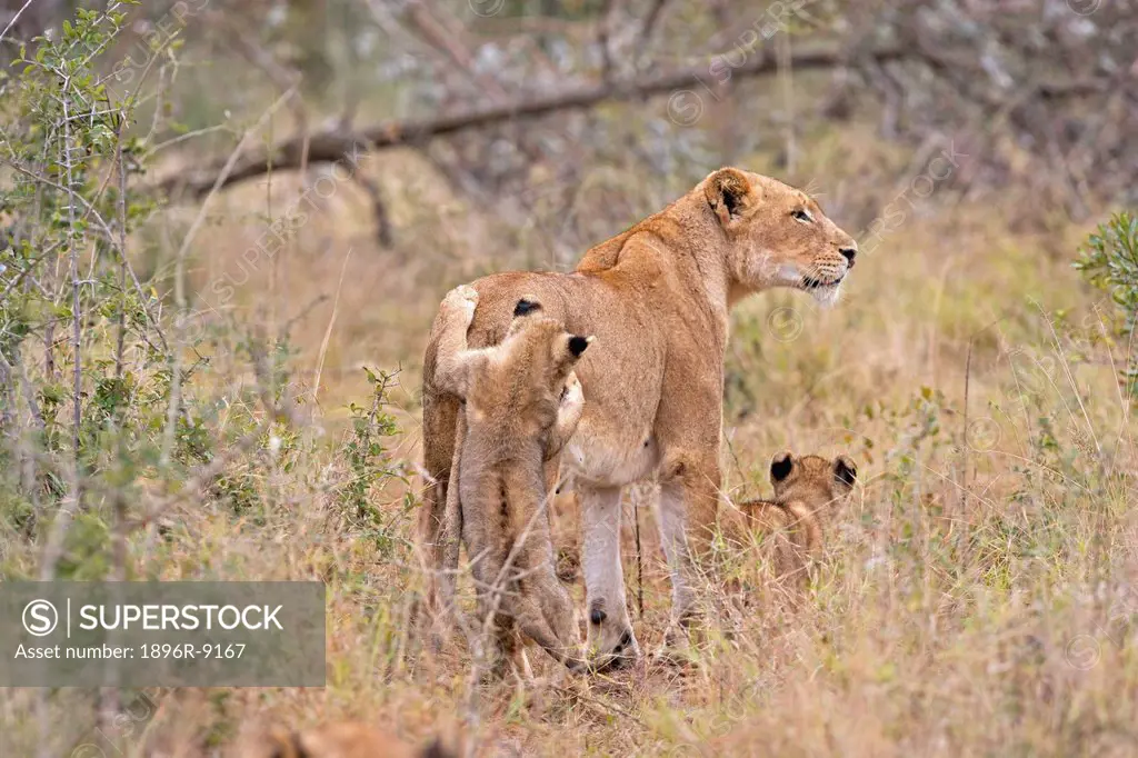 Two lion cubs Panthera leo harass mother, Timbavati Game Reserve, Mpumalanga Province, South Africa