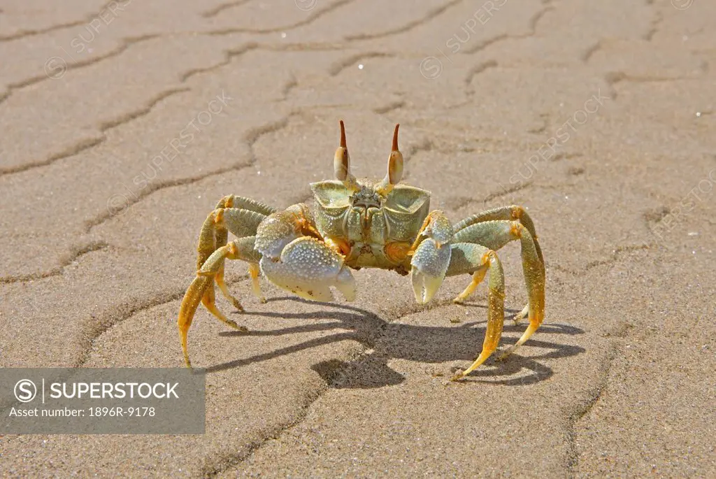 Crab on beach, Mkambathi Game Reserve, Transkei Coast, Eastern Cape Province, South Africa