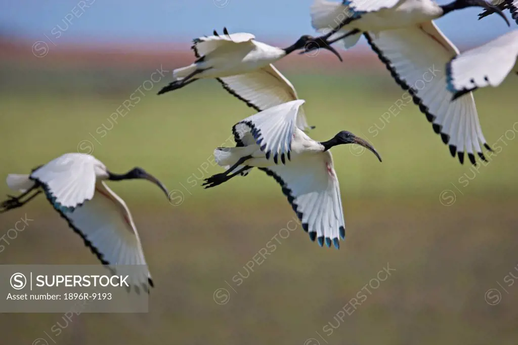 Flock of African Sacred Ibises Threskiornis aethiopicus, near Nieuwoudtville, Northern Cape Province, South Africa