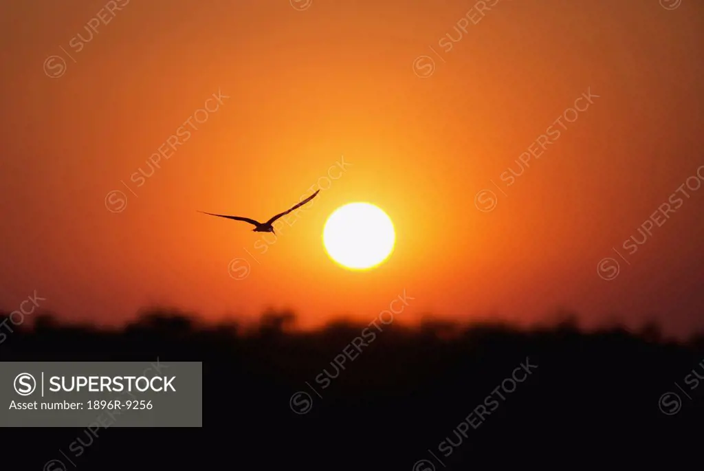 African Skimmer Rynchops flavirostris silhouetted against sun over Okavango River, Botswana