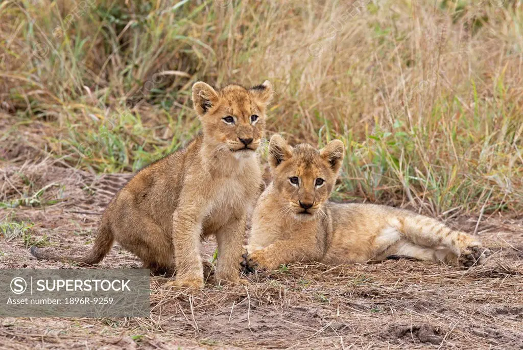 Two lion cubs Panthera leo in playful mood, Timbavati Game Reserve, Mpumalanga Province, South Africa