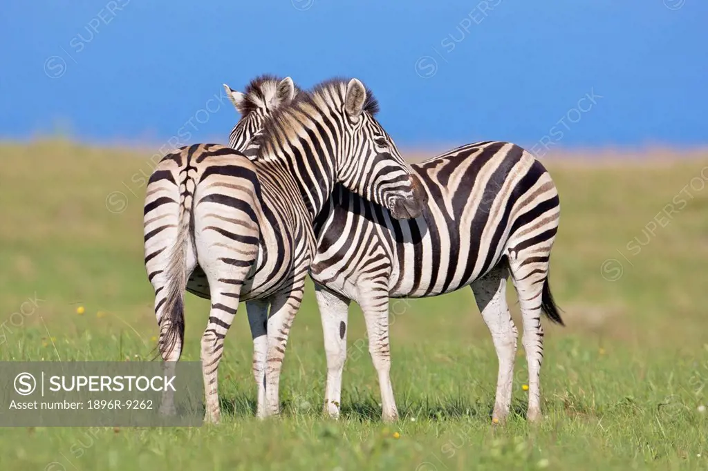 Two Plains zebra Equus quagga on coastal plains, Mkambathi Game Reserve, Transkei Coast, Eastern Cape Province, South Africa
